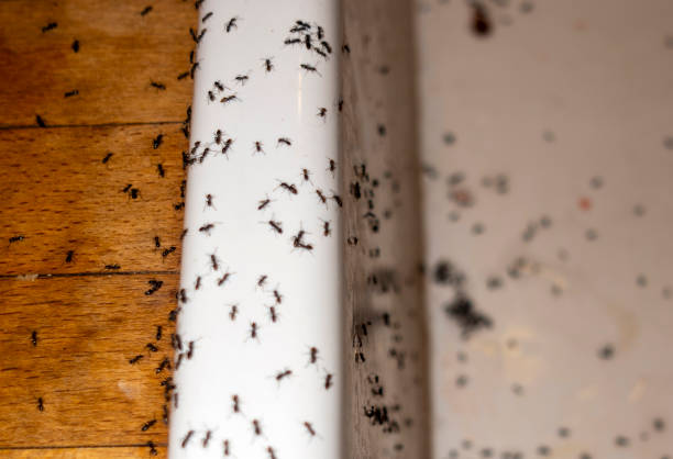 Best Pest Control Treatment  in Laguna Beach, CA