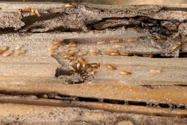 Best Termite Control Services  in Laguna Beach, CA